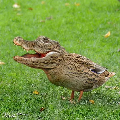 ROWR! Quack…. Quack…