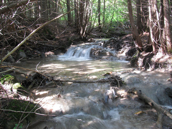 A beautiful beeless stream.