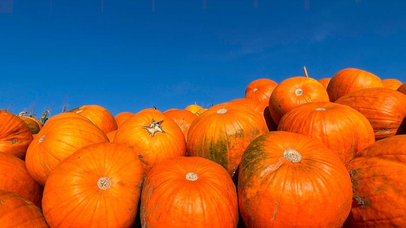 Fall means pumpkins. Photo by bdot.