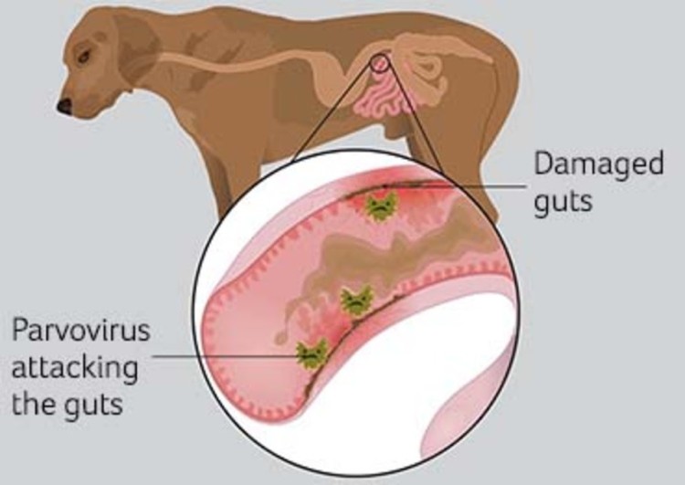 Parvovirus.