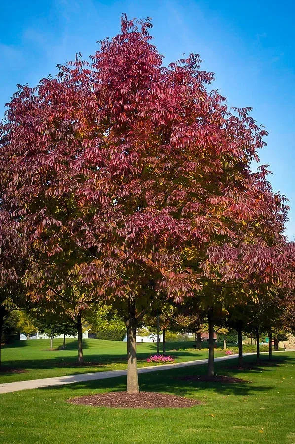 not our Autumn Purple Ash