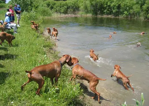 Lots of Vizslas and one Weim