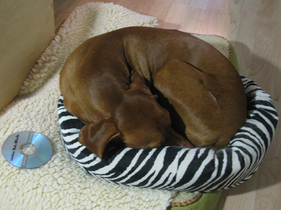Funny little dog crams herself into a cat bed. DVD for perspective.