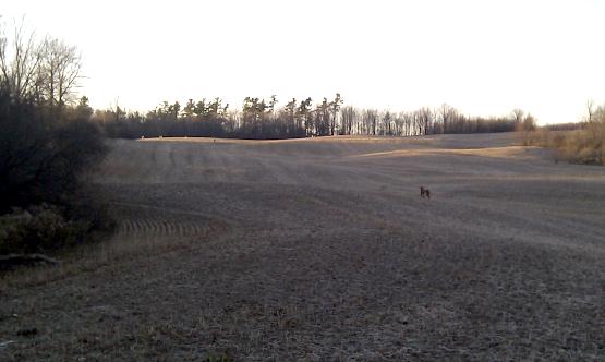 Deer running from the dog (upper left side) during a walk