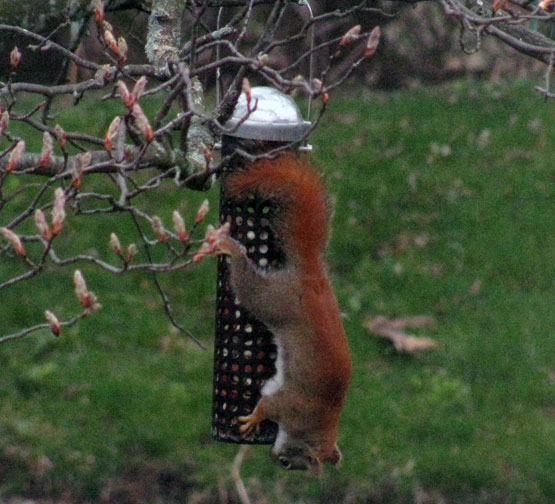 Simon our squirrel enjoying our birdfeeders.