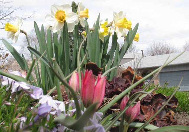 We completely replanted the front garden last fall…