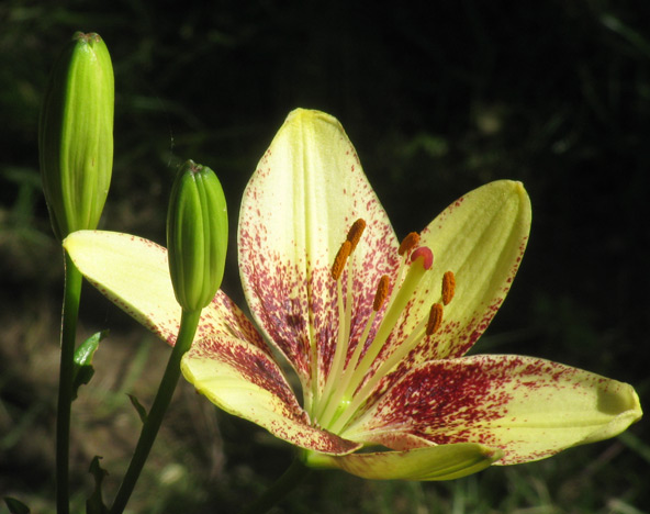 A lily from our front garden