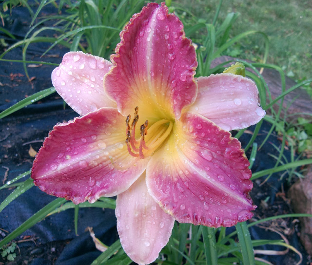 One of the backyard lilies