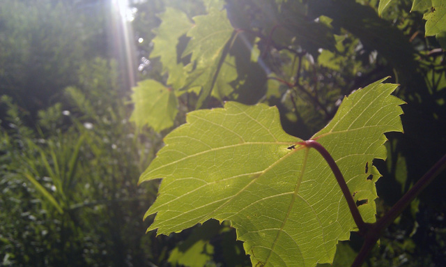 Vines and sun