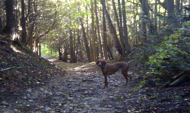 Mono Cliffs. Hey dog!