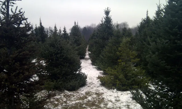 Drysdales tree forest