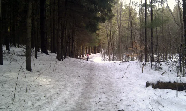 Palgrave Forest