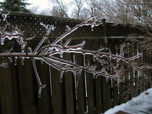 Frozen branch. Brr.