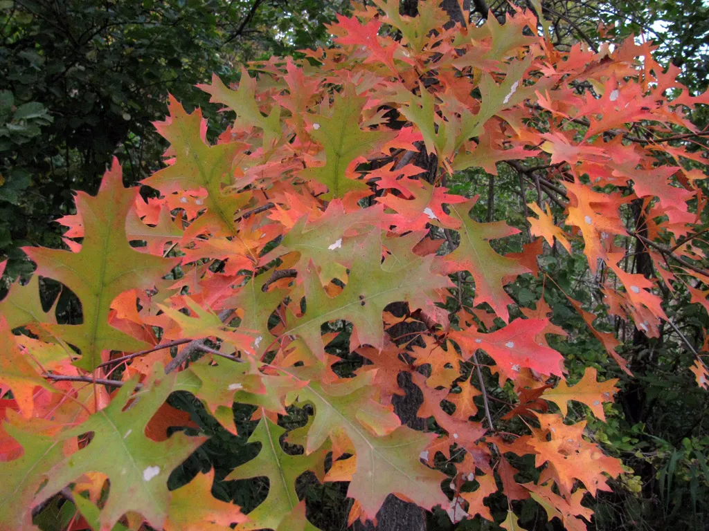 Stunning Fall colour on these Oak leaves