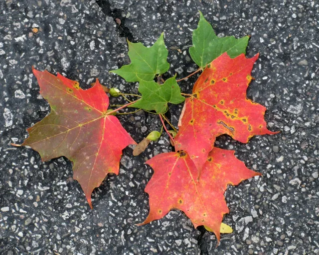 Fall Colour in Ontario
