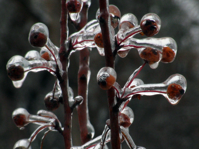 The new fruit tree outside out back window. Covered in ice.
