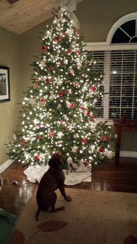 The decorated tree! (…and that dog)