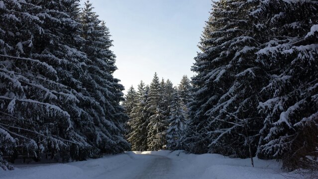 Pines on Cathedral Pines