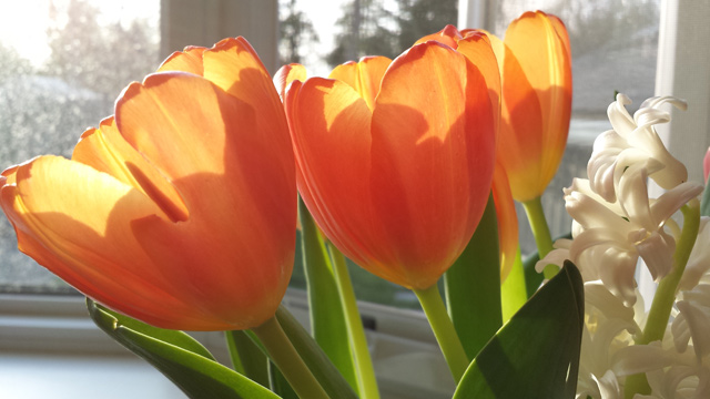 Tulips soaking up some Sun