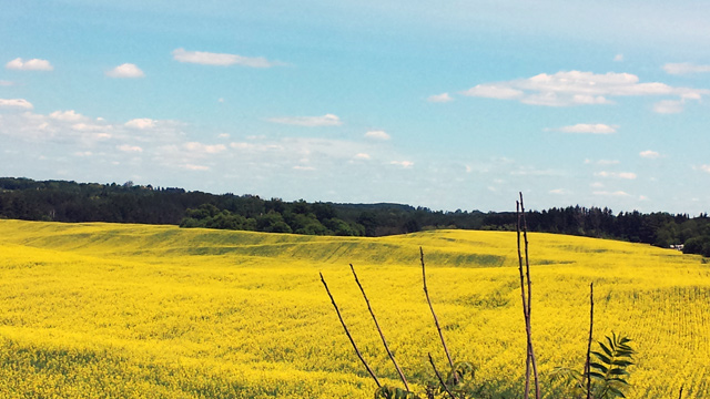 Glowing yellow field