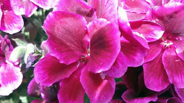 Martha Washington Geranium