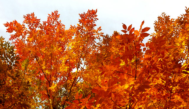 Trees exploding with colour