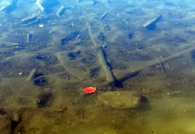 Maple leaf floating on McCarston’s Lake (Mono Cliffs)
