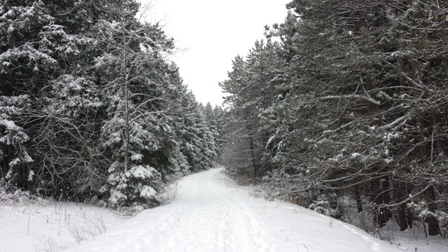 Beautiful Winter wonderland in Palgrave Forest
