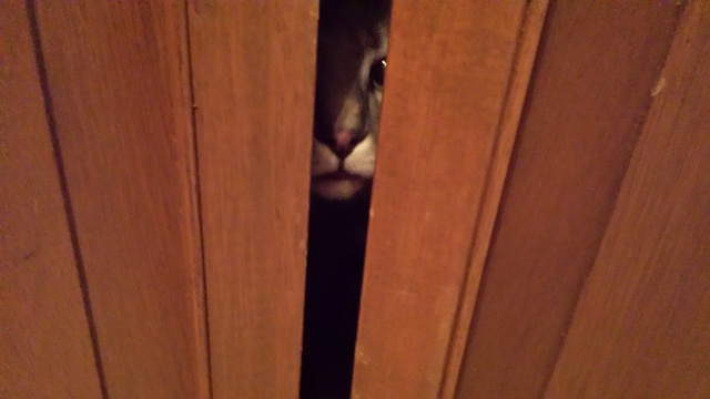 I see you…Hooper – my parents’ ADD cat.