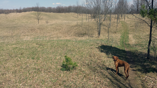 Mulmur Hills. Dog is ready to check it out!