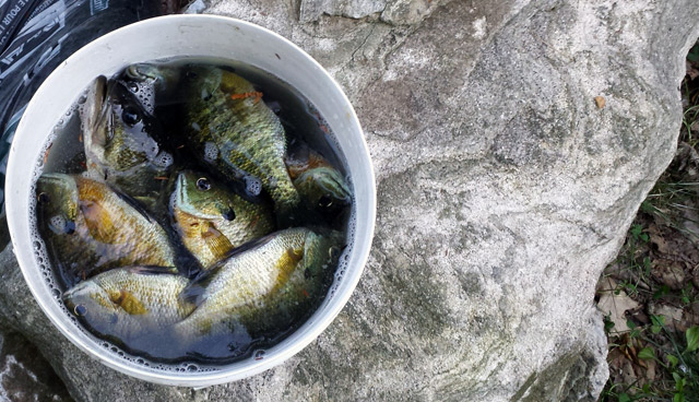 The bucket o’ fish after the guys (and women) went fishing