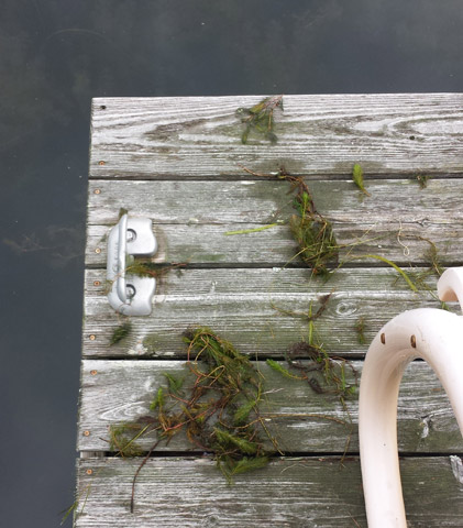 Anyone for a seaweed salad?