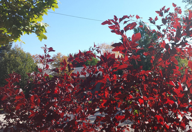 The Ninebark in our front garden. Brilliant red.