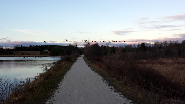Captured geese flying over the trail