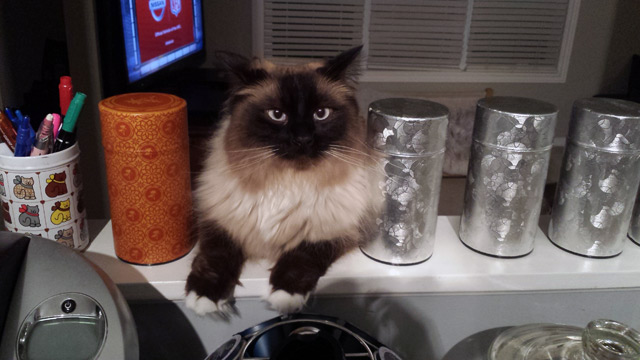 My sister’s cat inspecting dinner.