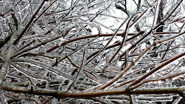 Backyard trees