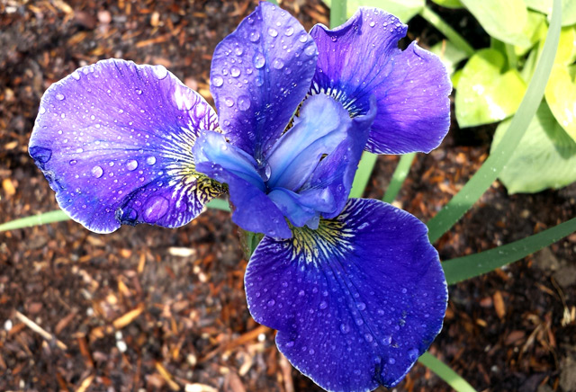 Our stunning new Iris