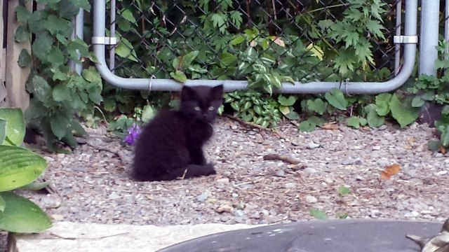Black Cat.