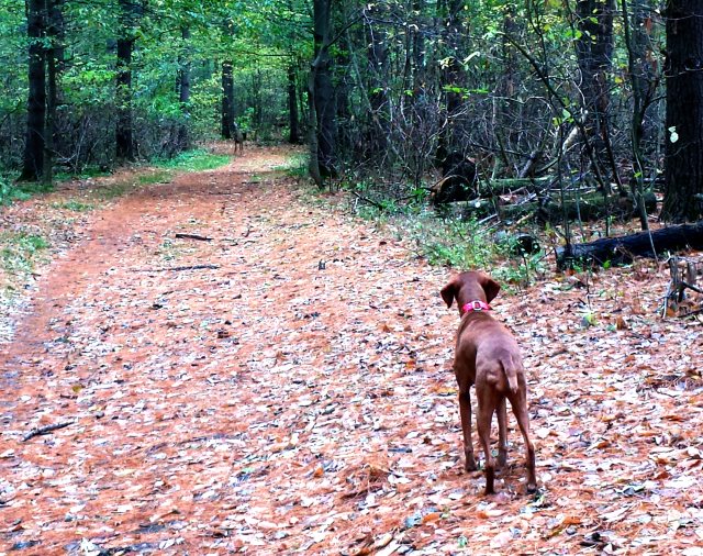 Tanga staring down a deer