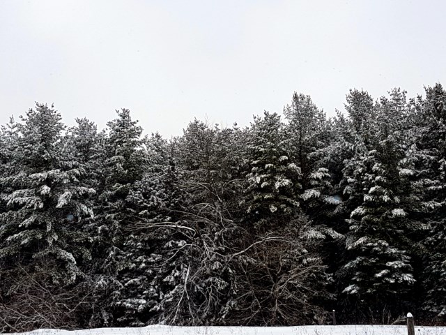Fresh snowfall in Palgrave Forest