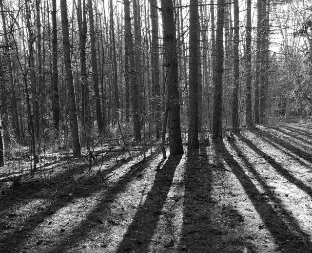 Sun and Shadow on the trail