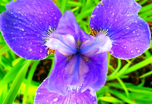 A lovely Iris from our garden