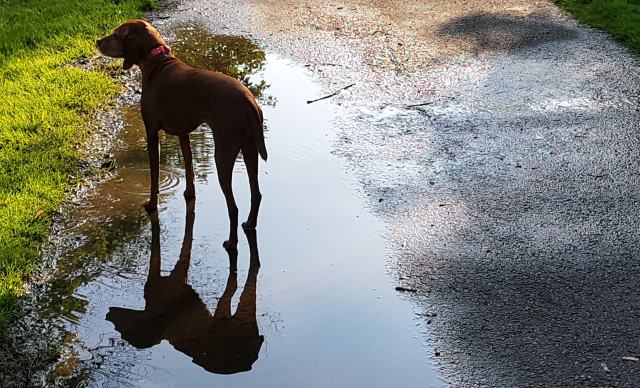 Double Vizsla