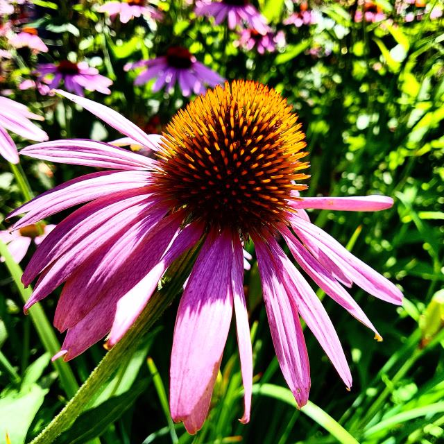 Our echinacea is taking over!