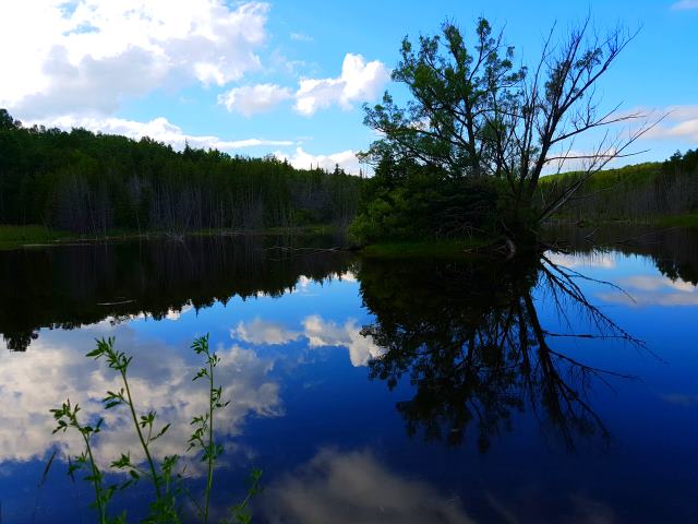 Stunning pond reflection