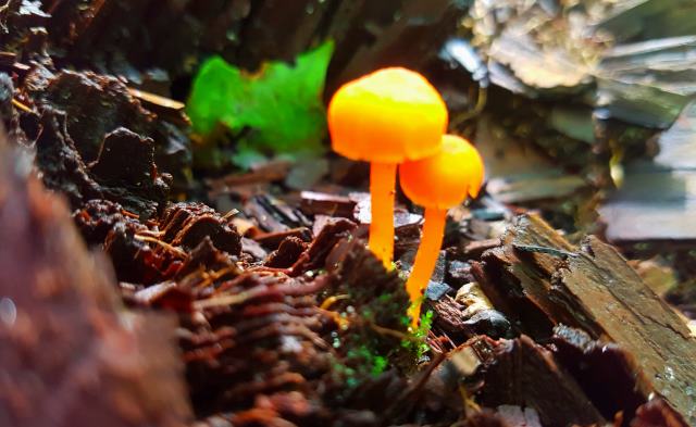 Curious orange mushrooms along the trail