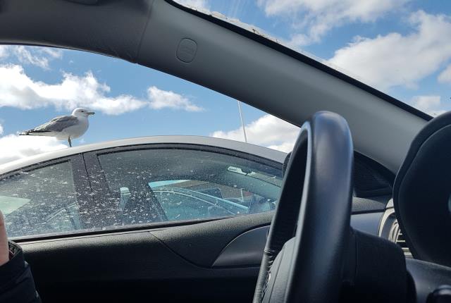 This stubborn Seagull refused to leave the roof of this car. Bizarre.
