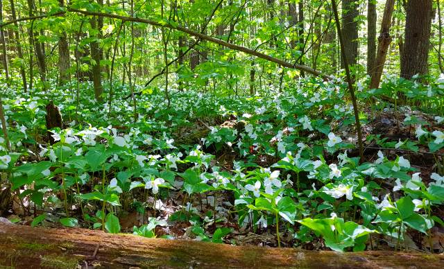 Trilliums!