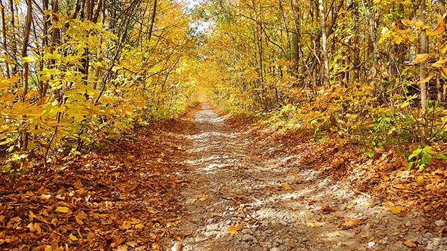 The colours at the cottage