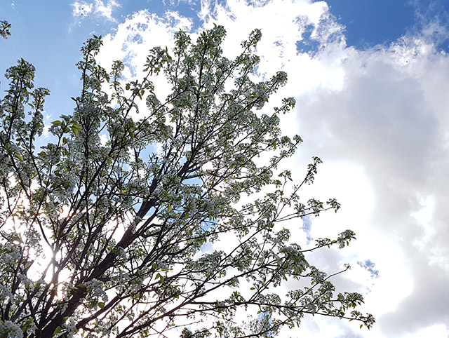 Blooming Pear tree
